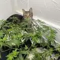 el_gato420