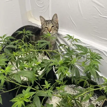 el_gato420