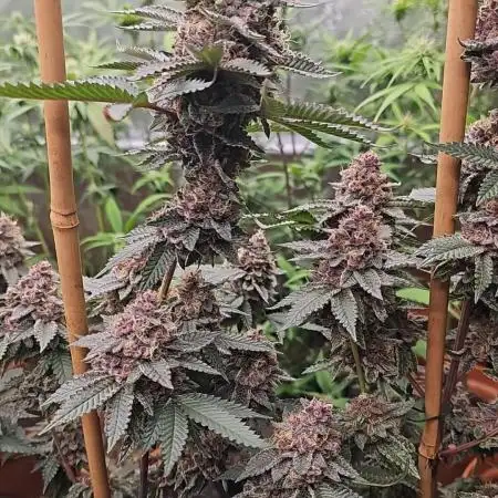 My_Little_Grow