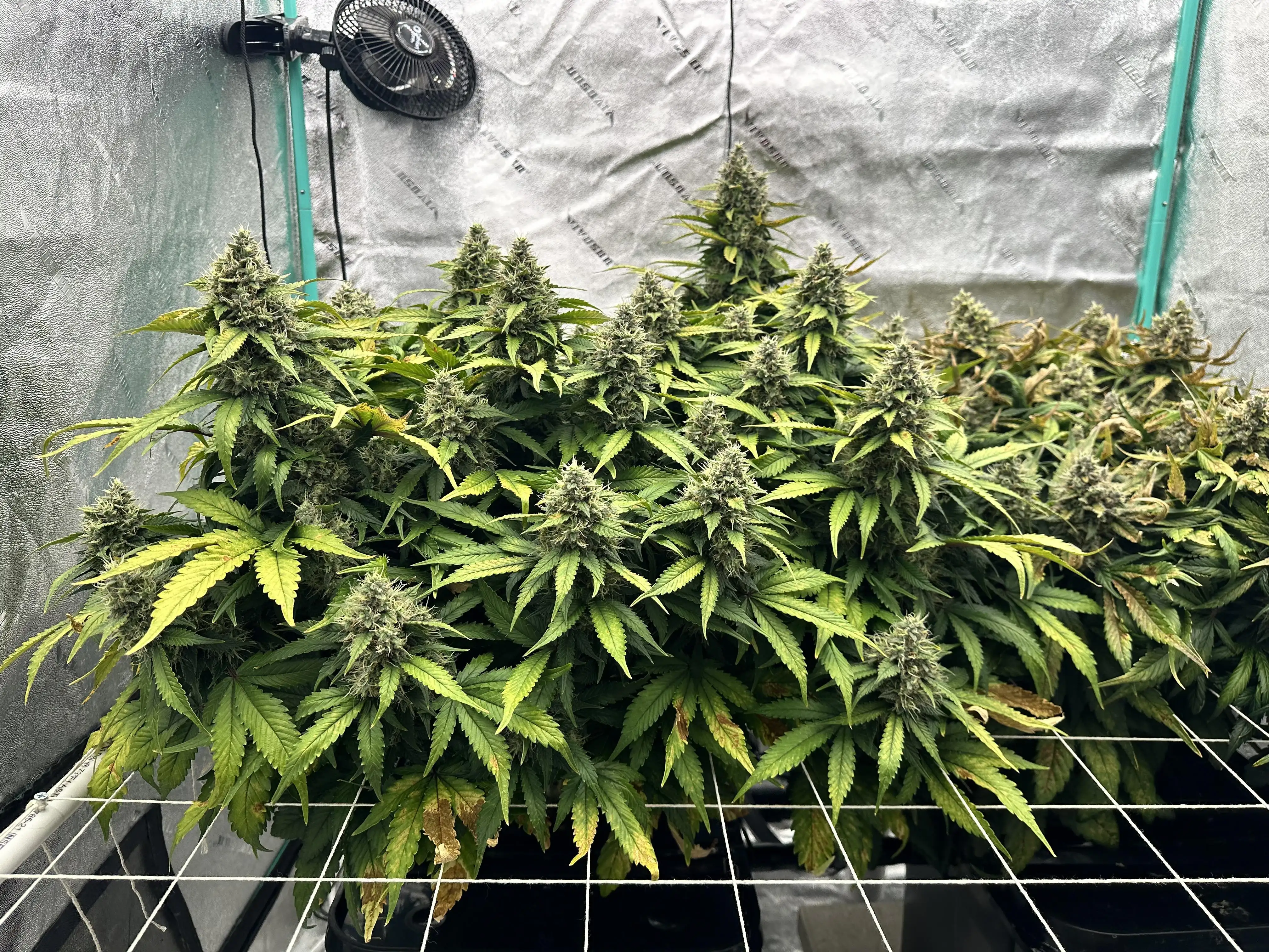 dwcgrowguy