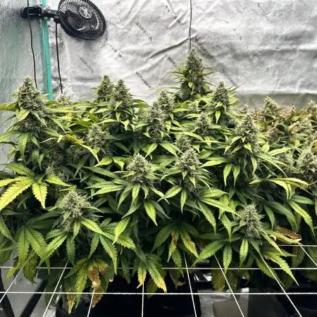 dwcgrowguy
