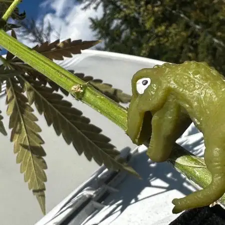 GreatNorthernGrow