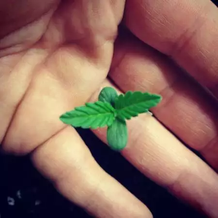 Northern_Cannabis_Grower