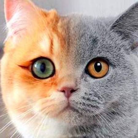 CutCopyCat
