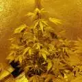 growerhell
