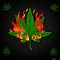 GreenBeanz420