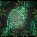 ThePlantSurgeon