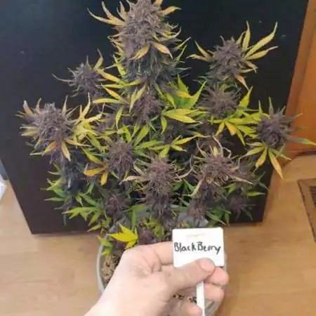 Grows