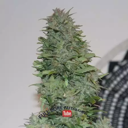 FullBoreAutoGrow