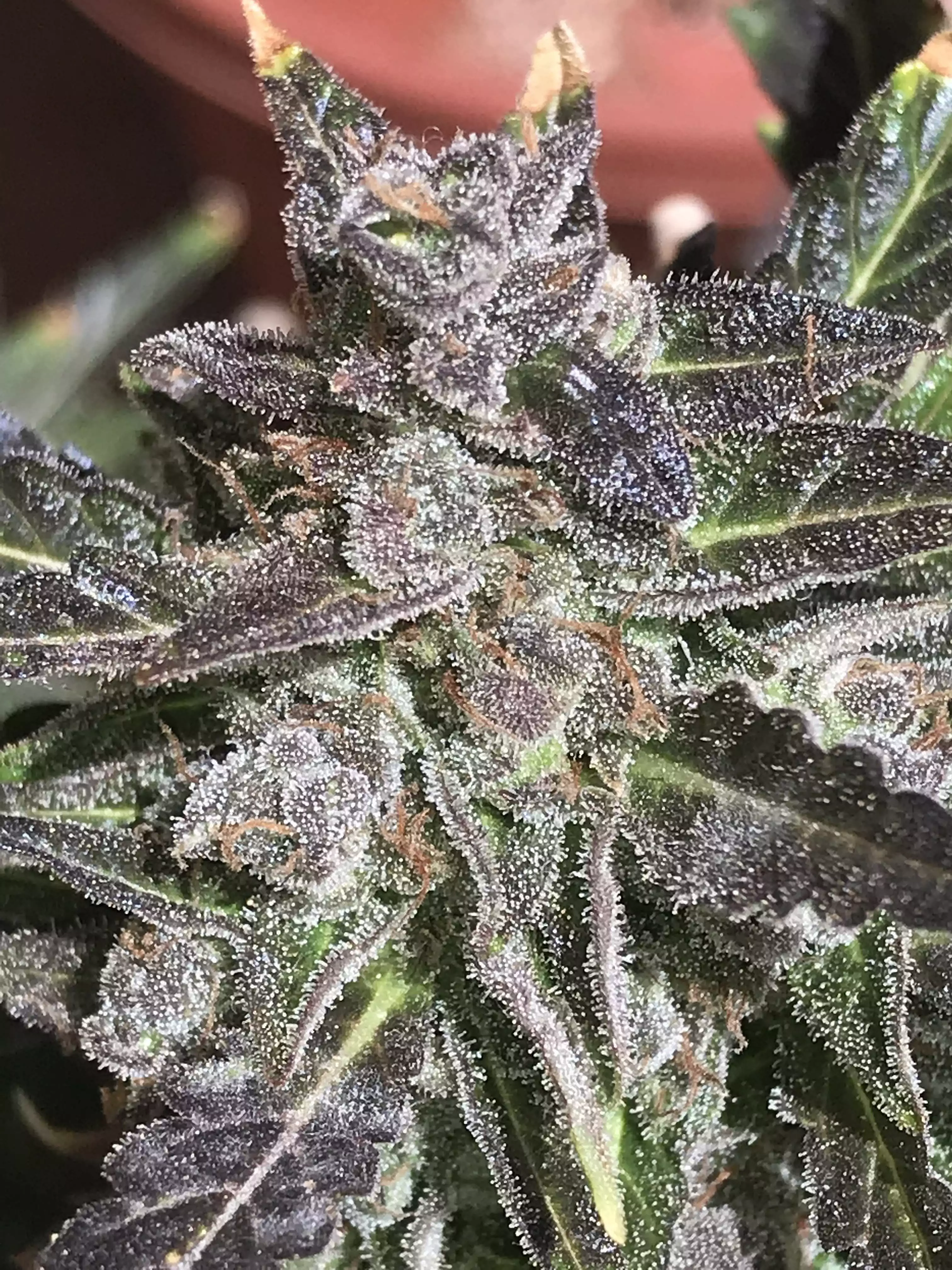 RypesGrows011