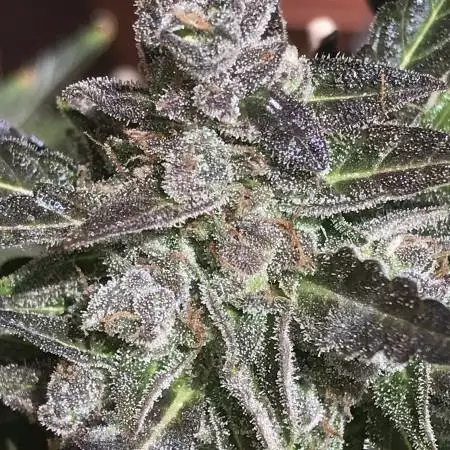RypesGrows011