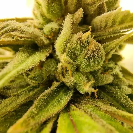 CannaZ123
