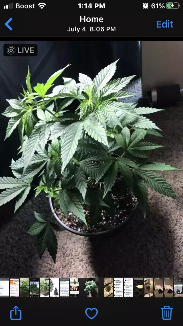 Ninos_grow