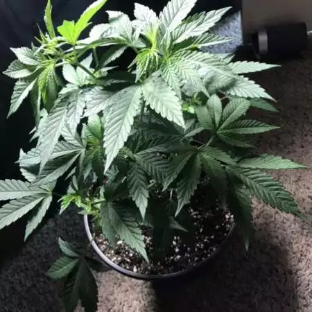 Ninos_grow