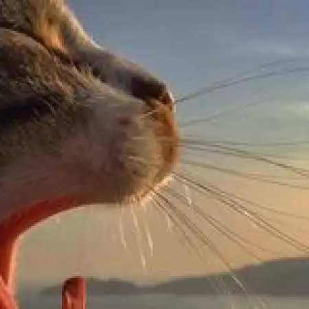 Cat_kush