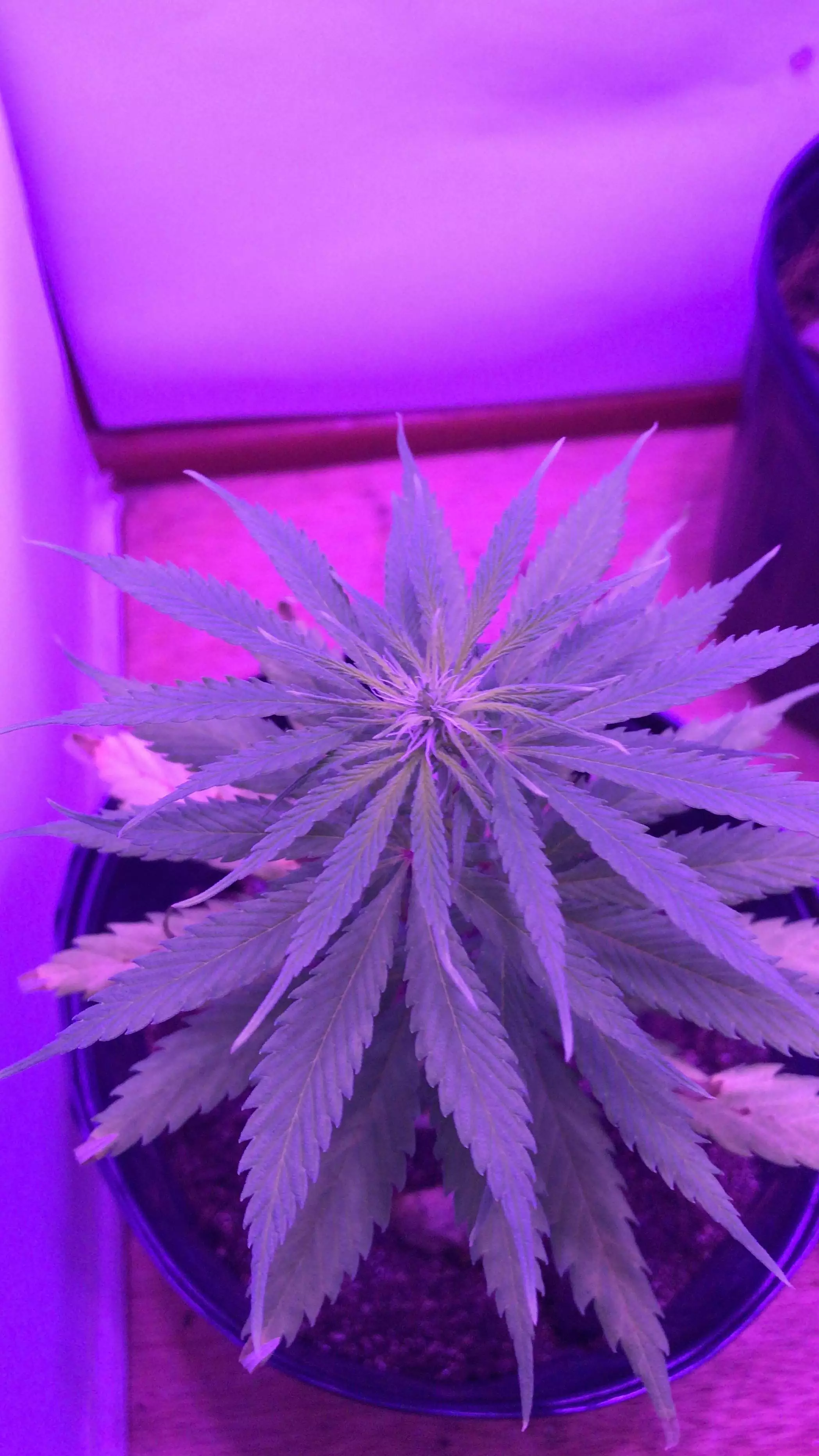 BGrow