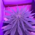 BGrow
