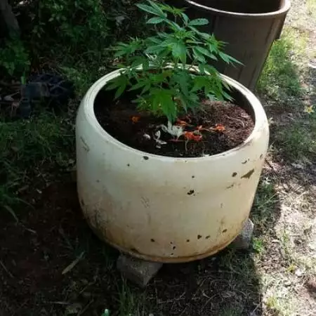 weed675