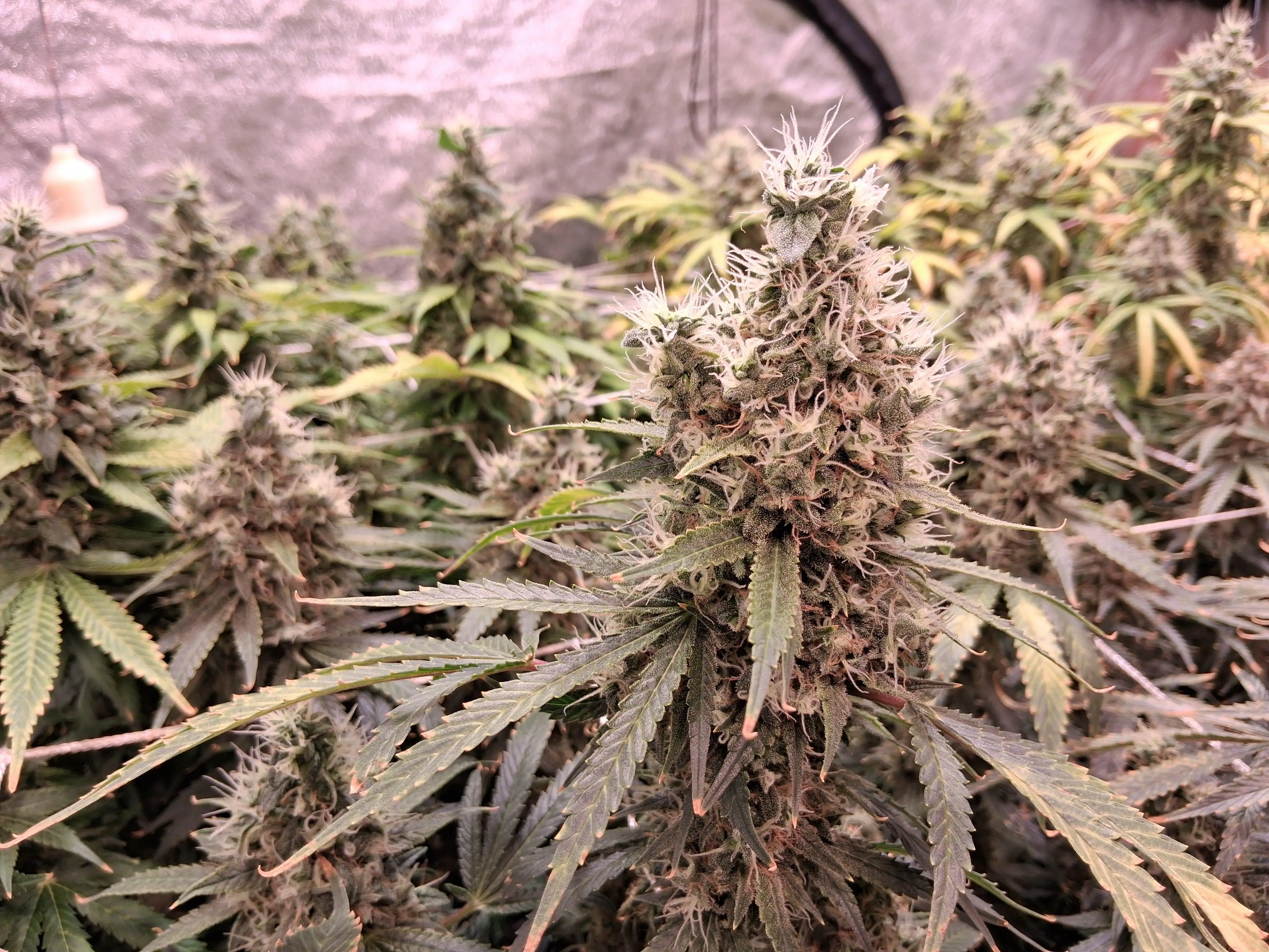 blaze454