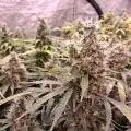 blaze454