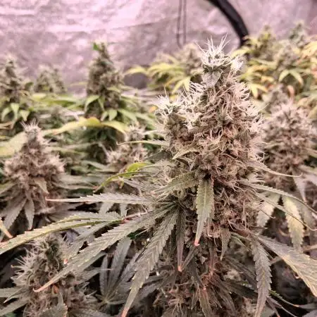 blaze454