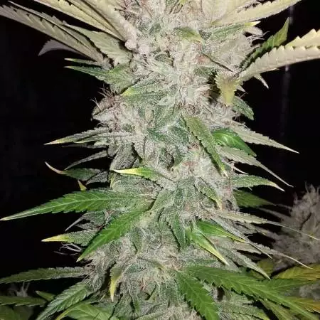 MetroGardenSeedsvigo