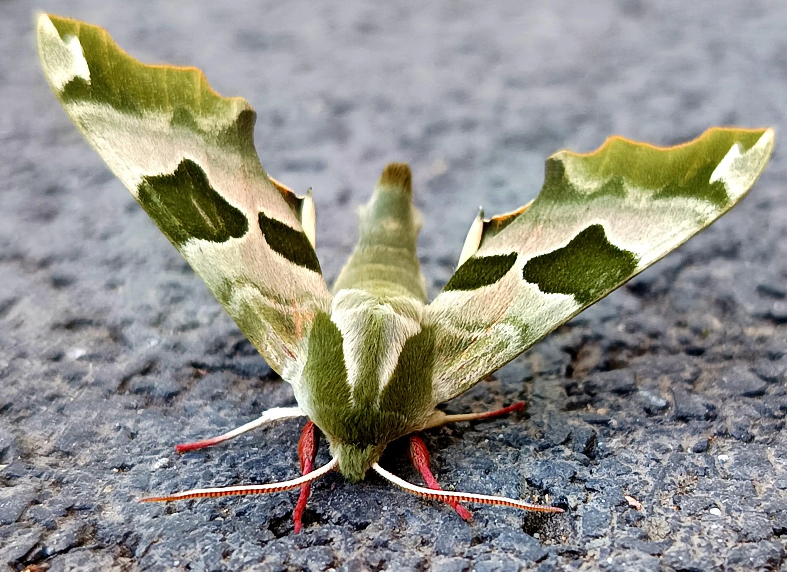 GreenJesus
