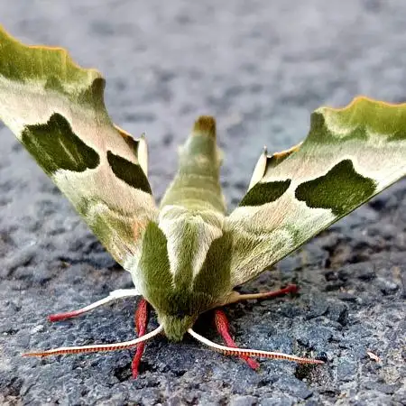 GreenJesus