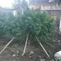clone_guerilla