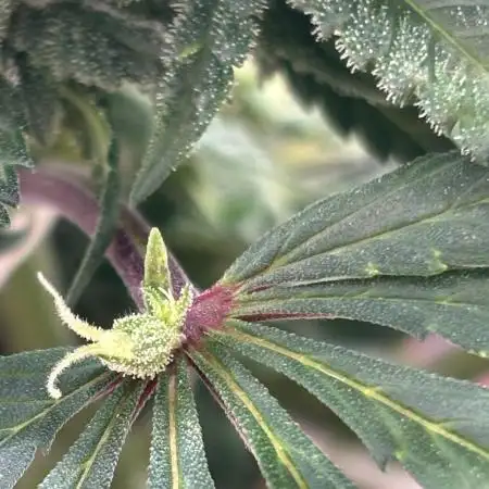 DankNugtz