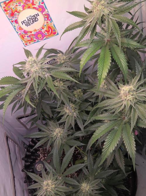 null door kushgrowr
