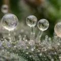 kushgrowr