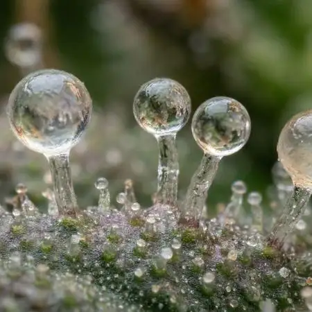 kushgrowr