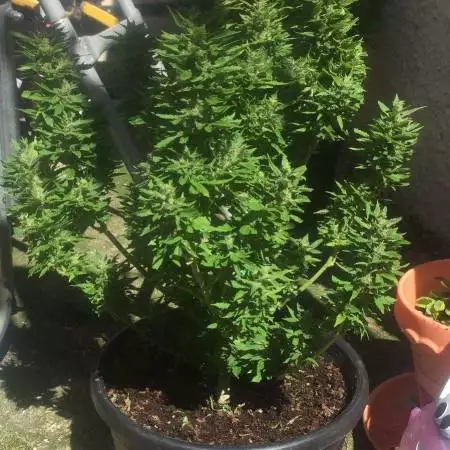 Hobbygrower