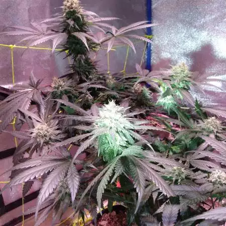 Terrajuana2913