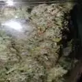 buddub