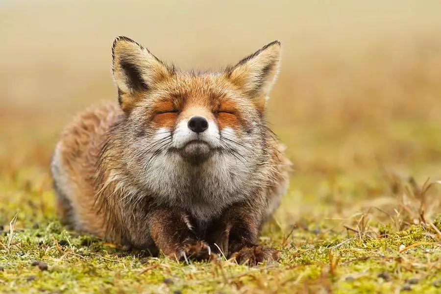 foxinthegarden
