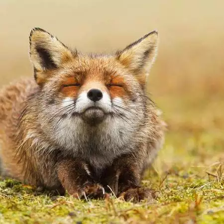 foxinthegarden