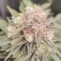vslurricane