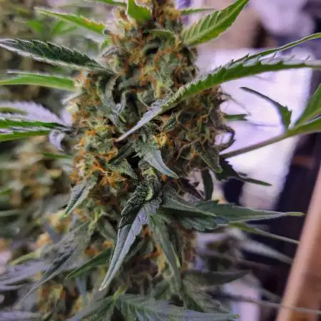SeensGreens