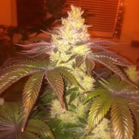 Breederseeds