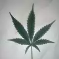 WeedcoastGER