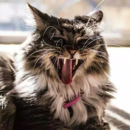 cosmo