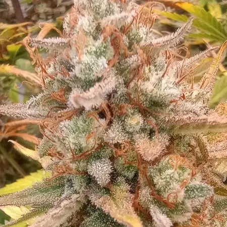 Gorillagrower