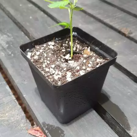 RSAOganicGrow