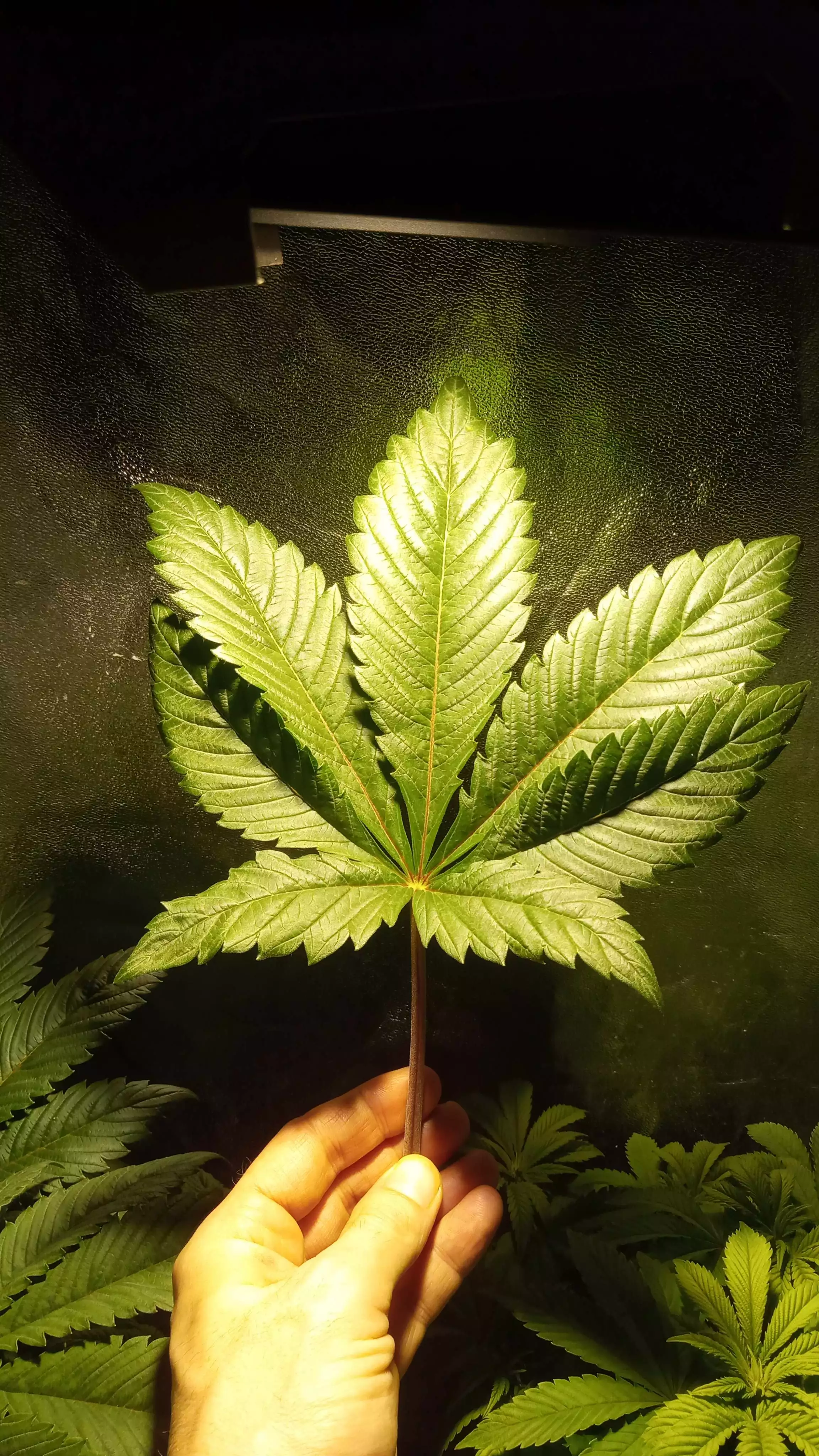 MedicineMeng