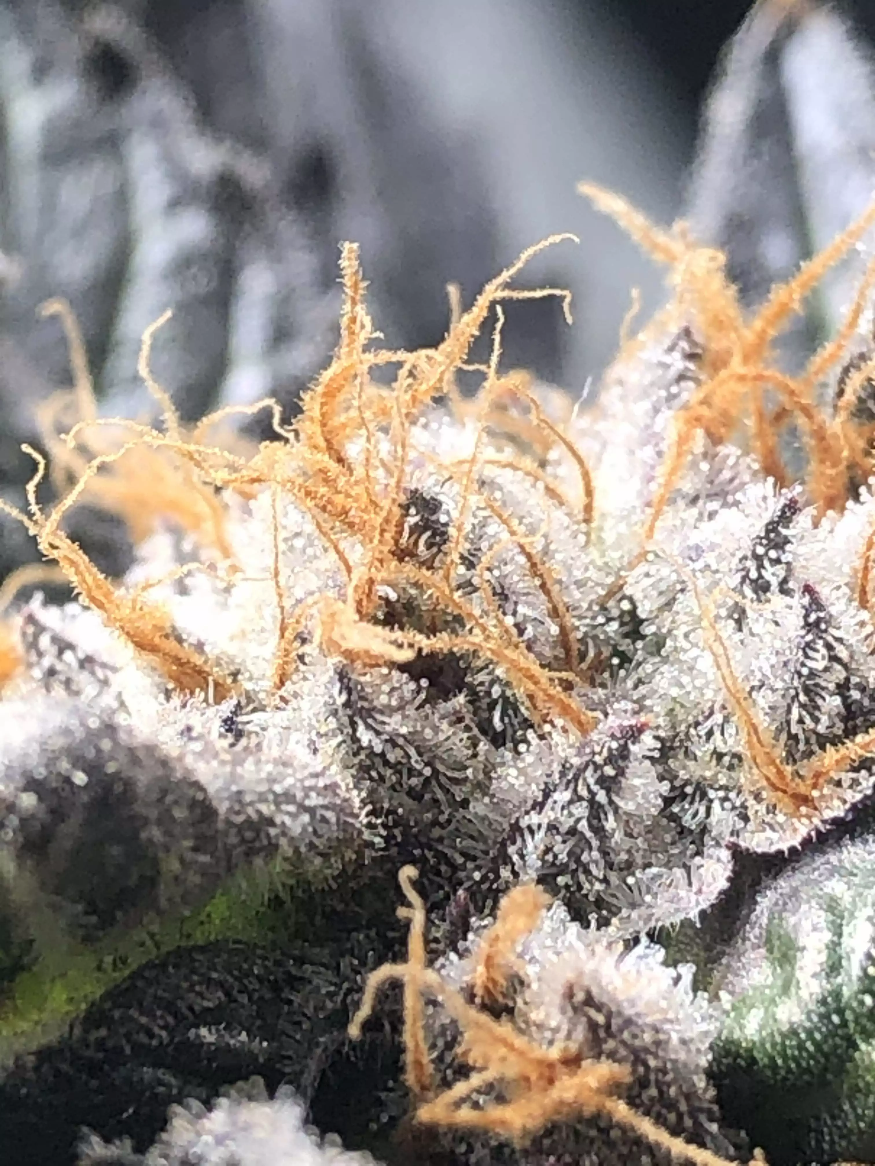 Pumilio_Genetics