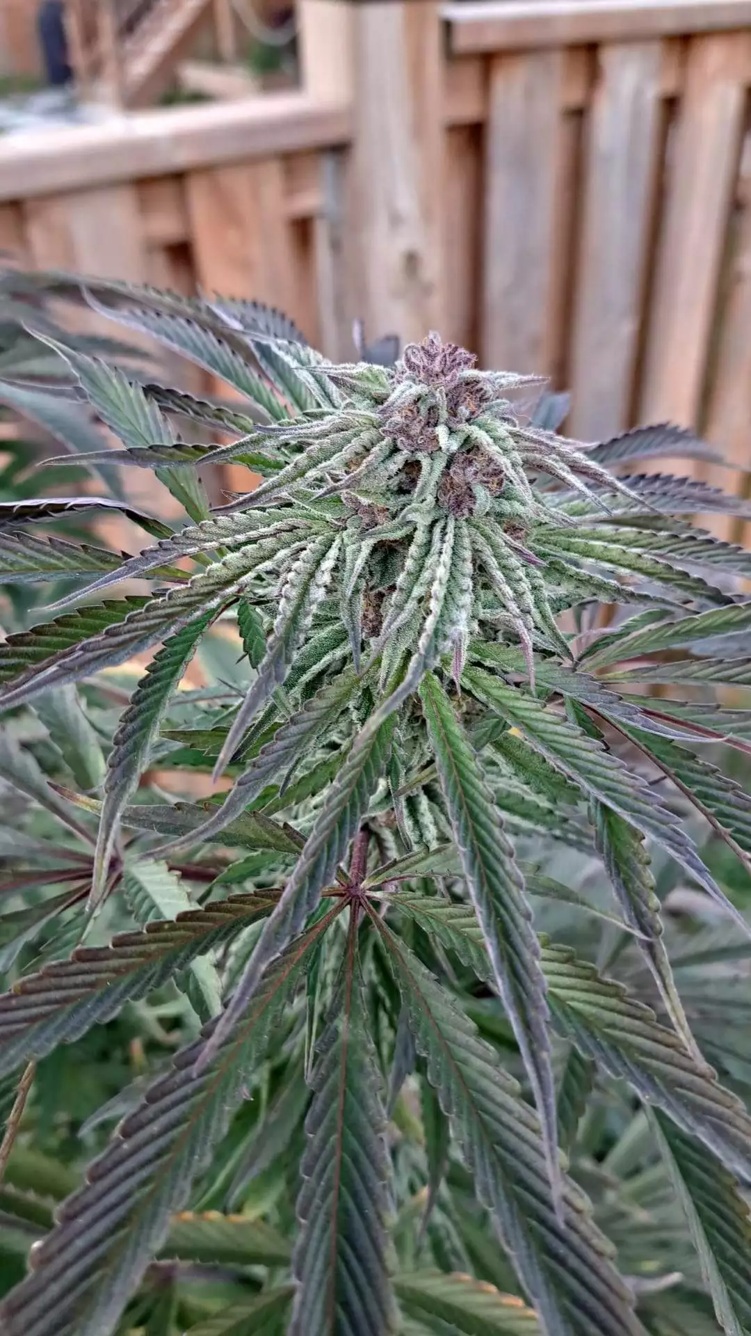 Whoreganicmainline