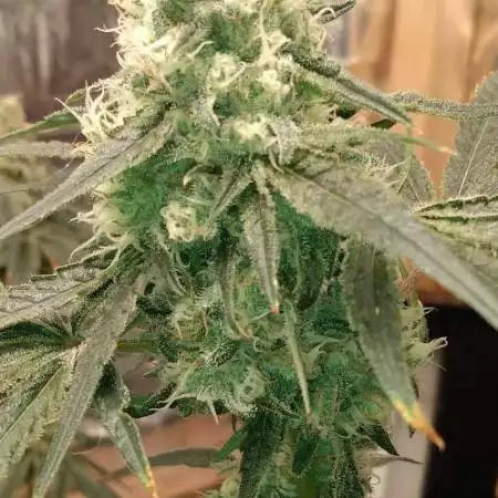 growingandsmoingweed