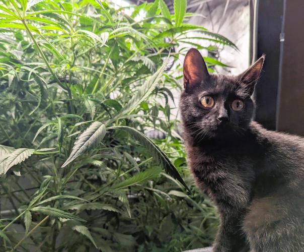 null door GoldenWeedGrower